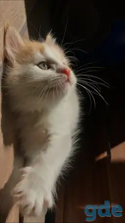 Молодая кошечка и котенок, фотография 2