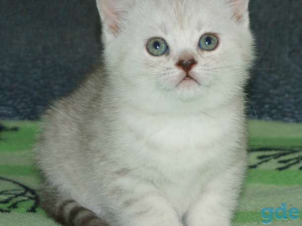 Шотландские котята, фотография 3