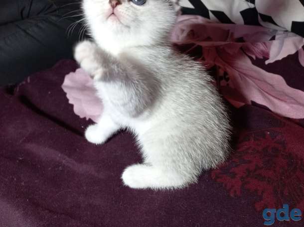 Шотландцы котята, фотография 1