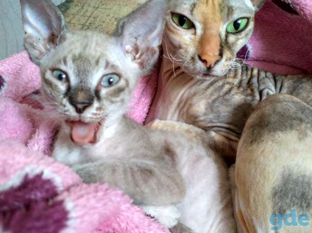 котенок сфинкс, фотография 1