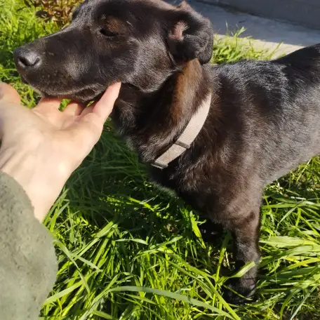 Отдам стерилизованную собачку, фотография 2