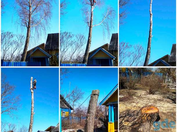 Спилить дерево частями с помощью альпинистов, фотография 5