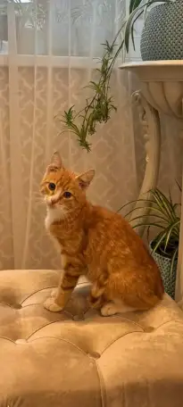 В дар ласковый прекрасный котёнок-мальчик Златик, фотография 5