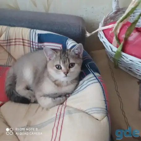 Шотландские котята золотая шиншилла. Договорная, фотография 2