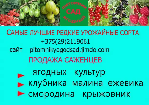 CАЖЕНЦЫ КЛУБНИКИ -50 сортов - купить в Гродно и Могилеве  с питомника, фотография 12