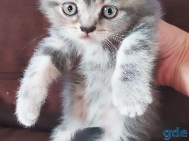 Шотландские котята, фотография 3