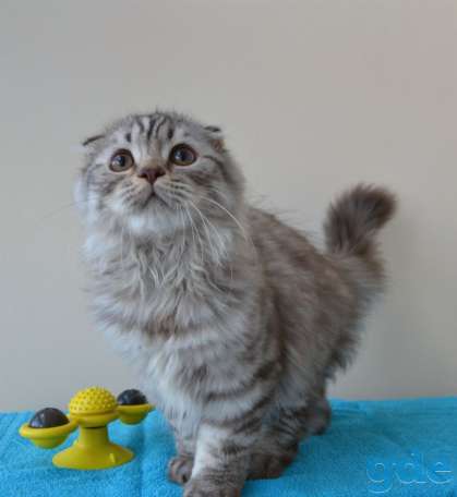 Шотландские котята, фотография 2