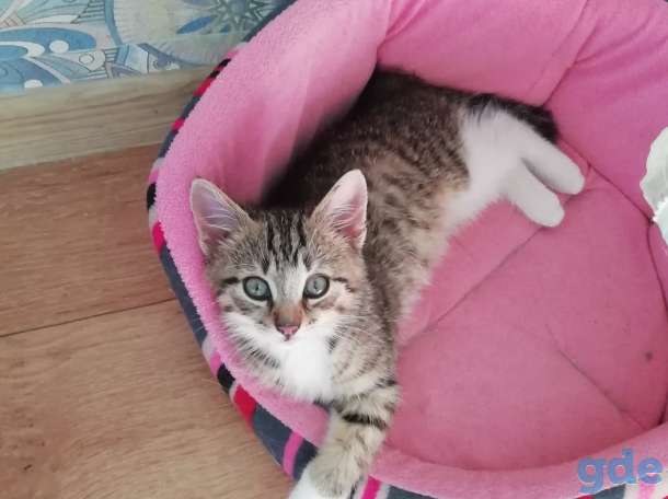 Котенок, фотография 3