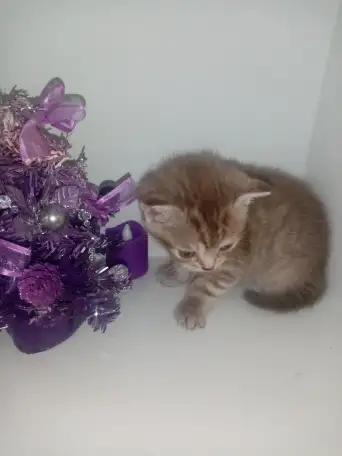 Шотландские котята, фотография 6