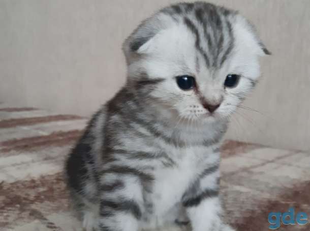 Шотландские котята(Scottish Fold), фотография 7