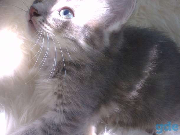 котята в хорошие руки, фотография 4