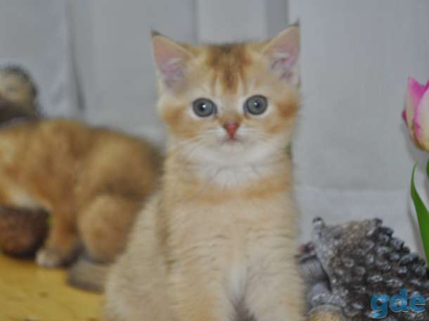 Шотландские котята, фотография 4