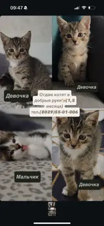 Котята в добрые руки!, фотография 1