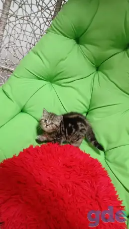Котята британцы, фотография 9