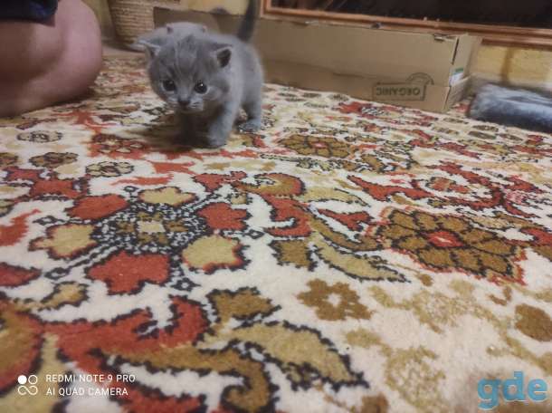 Британские котята, фотография 8