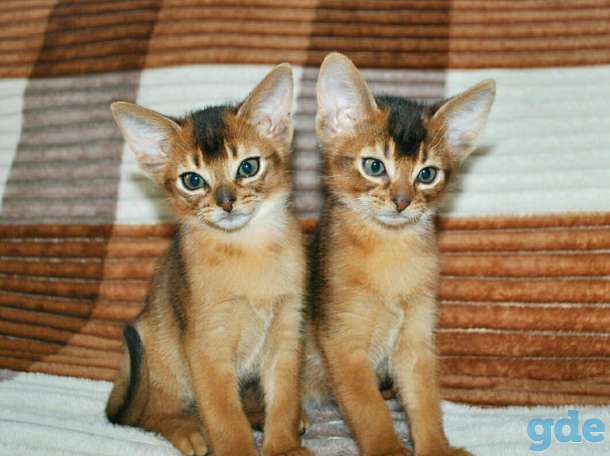 Абиссинский котенок, фотография 2
