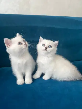 Британские котята, фотография 5