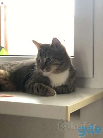 Кот 