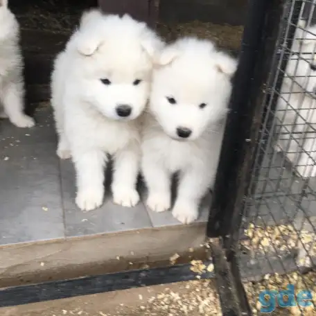 Продам щенков самоедской лайки, фотография 2