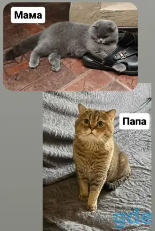 Скотиш страйт, фотография 8