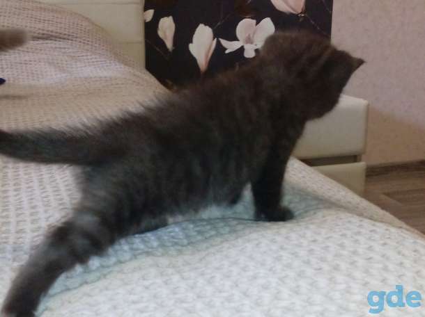 Британские котята, фотография 5