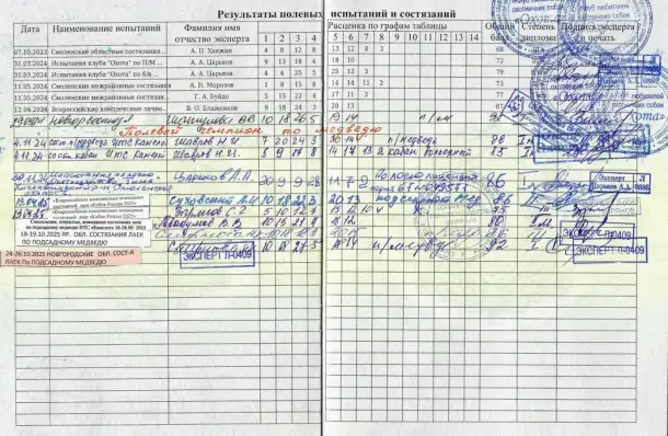 Продаются щенки западно-сибирской лайки, фотография 9