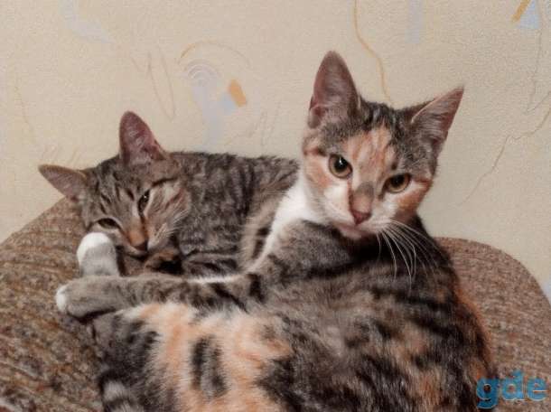 Котята в добрые руки, фотография 2
