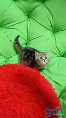 Котята британцы, фотография 6
