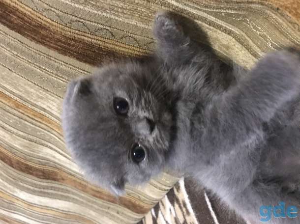 Вислоухие котята, фотография 1