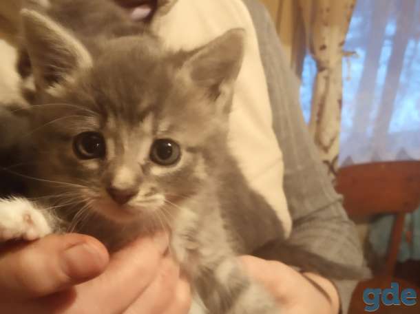 Милые котята в добрые руки., фотография 3
