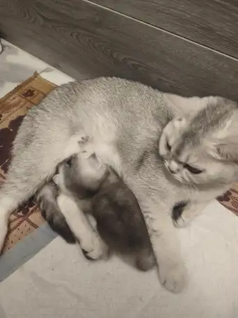 Шотландские котята, фотография 8