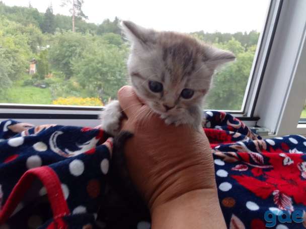 Шотландские котята, фотография 4