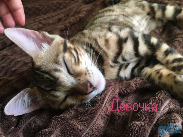 Бенгальские котята, фотография 1