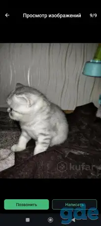 Шотландские чистокровные котята, фотография 9