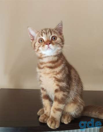Шотландский котенок Циннамоновый мрамор, фотография 1