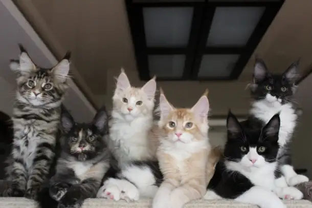 Мейн-кун котята!, фотография 4