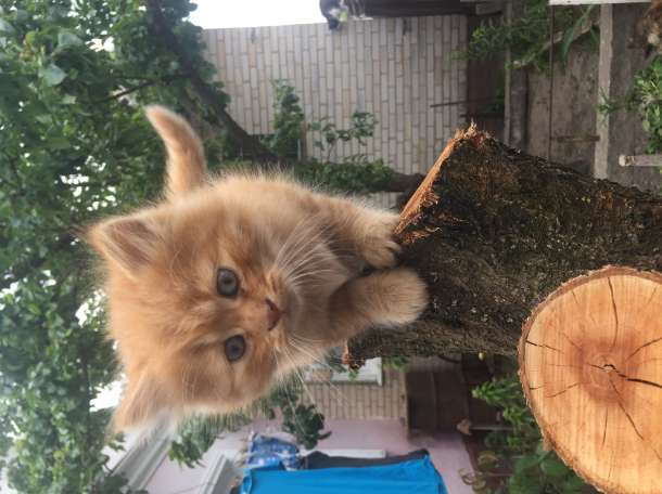 Котята, фотография 3