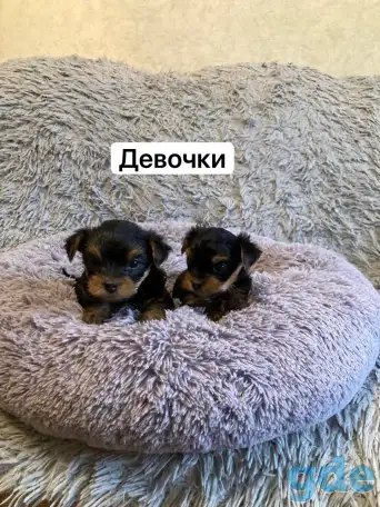 Щенки йоркширского терьера, фотография 2