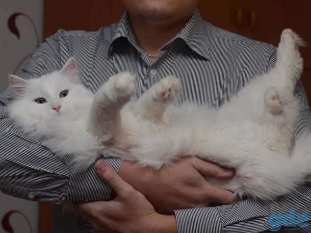 Отдадим котика в хорошие руки, фотография 1