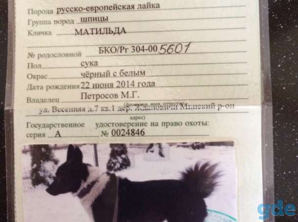 продам щенков русско-европейской лайки, фотография 2