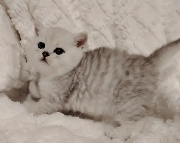 Шотландские котята., фотография 6