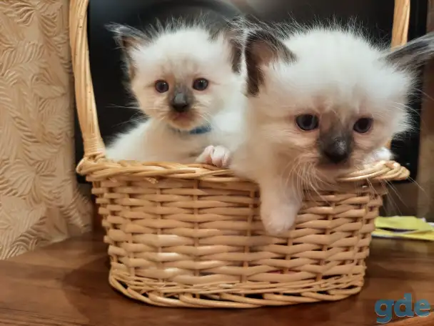КОТЯТА  РЭГДОЛЛ, фотография 11