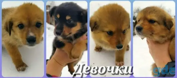 Отдадим собаку бесплатно, в хорошие руки, фотография 1