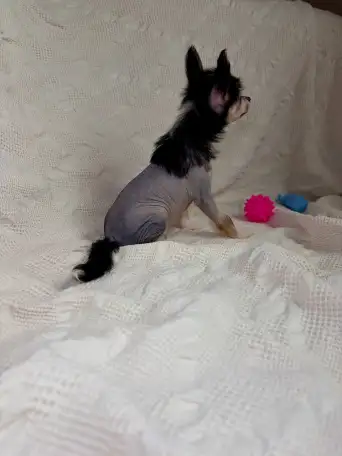 Щенки девочки китайская хохлатая собака, фотография 6