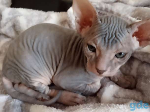 Котята донского сфинкса, фотография 2