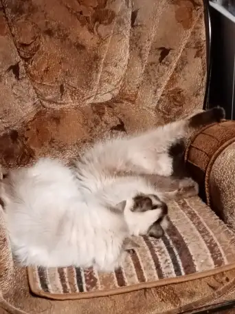 Котята Невские маскарадные, фотография 3