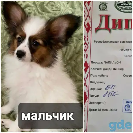 Щенки папильона, фотография 3
