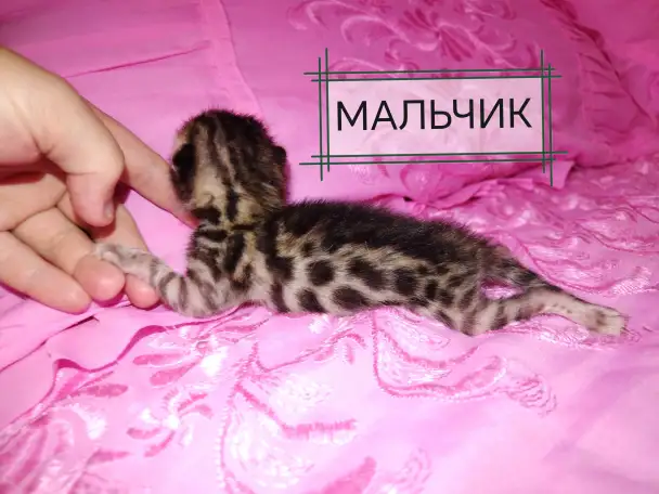 Шикарные бенгальские котята, фотография 7