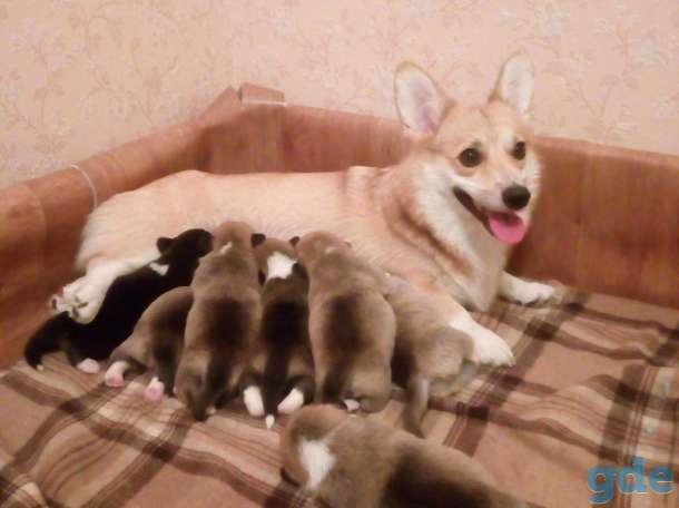 щенки от титулованых родителей, фотография 1
