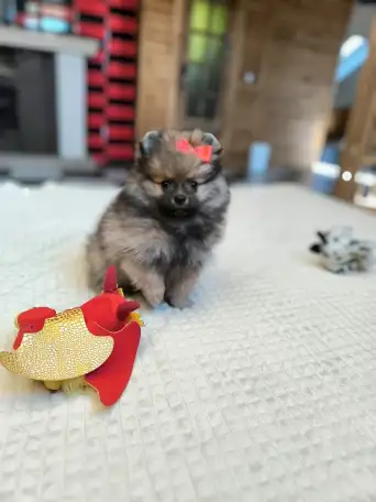 Померанский шпиц, девочка, фотография 1